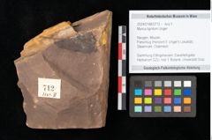 Foto (Objekt + Etikett) von Myrica lignitum Unger (NHMW-GEO-2024-0188-0712)